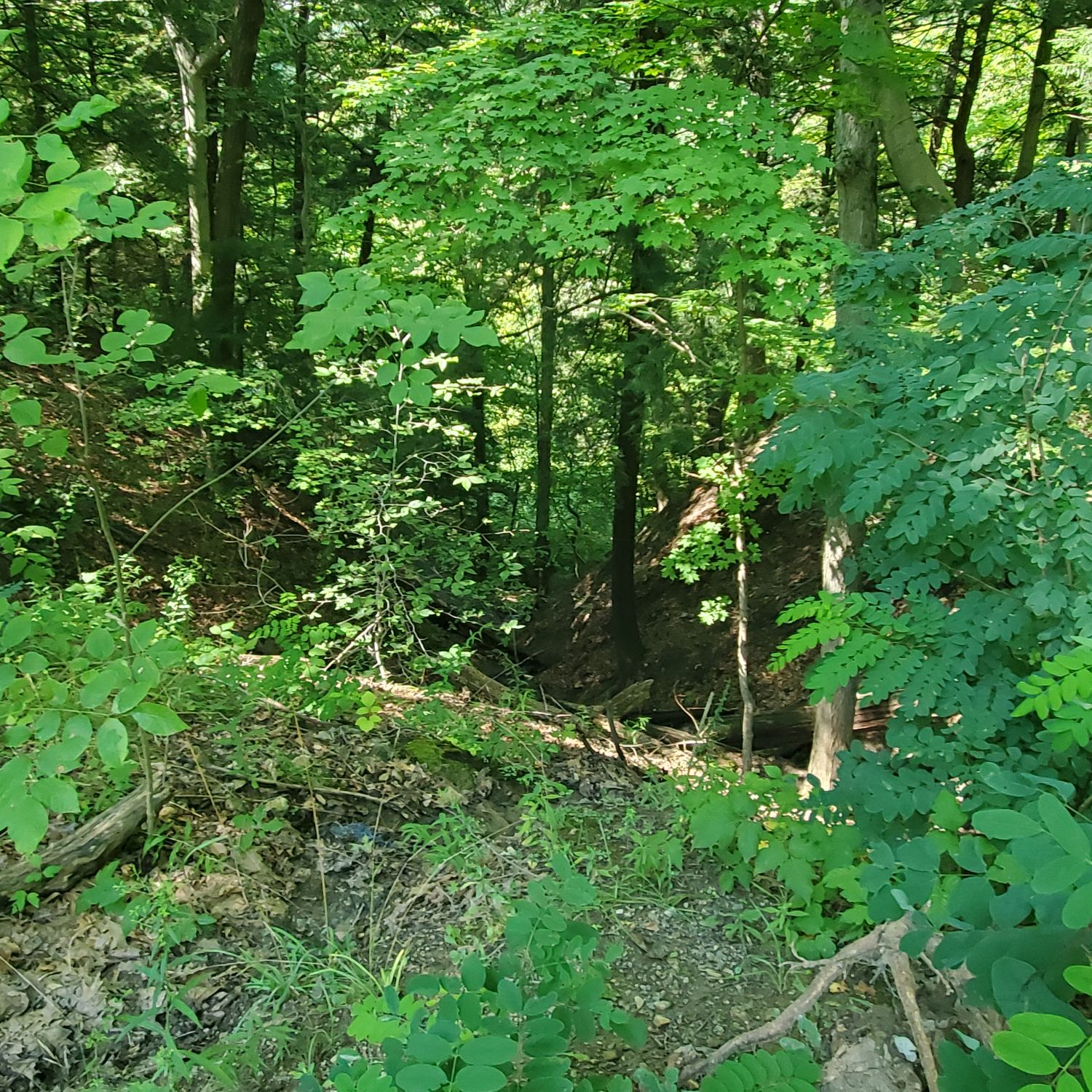 Stanford and Brandywine Gorge Trails 